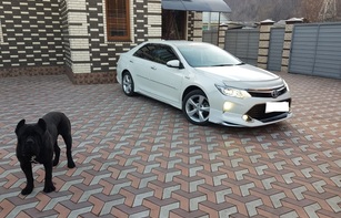 БРУСЧАТКА БУМЕРАНГ