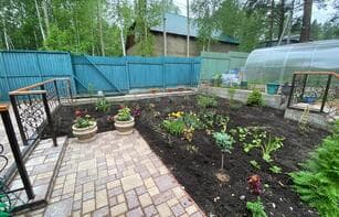 БРУСЧАТКА ЕВРОПЕЙСКАЯ