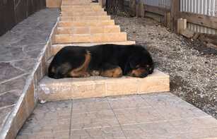 Тротуарная плитка 