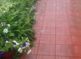 Калифорния дерево