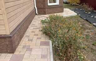 БРУСЧАТКА ЕВРОПЕЙСКАЯ