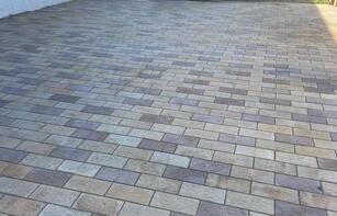 БРУСЧАТКА ЕВРОПЕЙСКАЯ