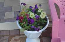 Европейская бежевый и коричневый 2